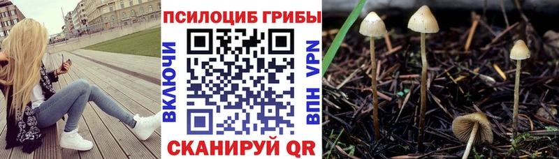 Псилоцибиновые грибы Psilocybine cubensis Пугачёв